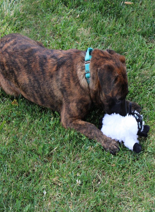 SPOT Baa Baa Black Sheep Plush Dog Toy - Cute and Cuddly Fleece Toy with Squeaker for Small Dogs and Puppies, 8in Black and White Lamb - Image 4